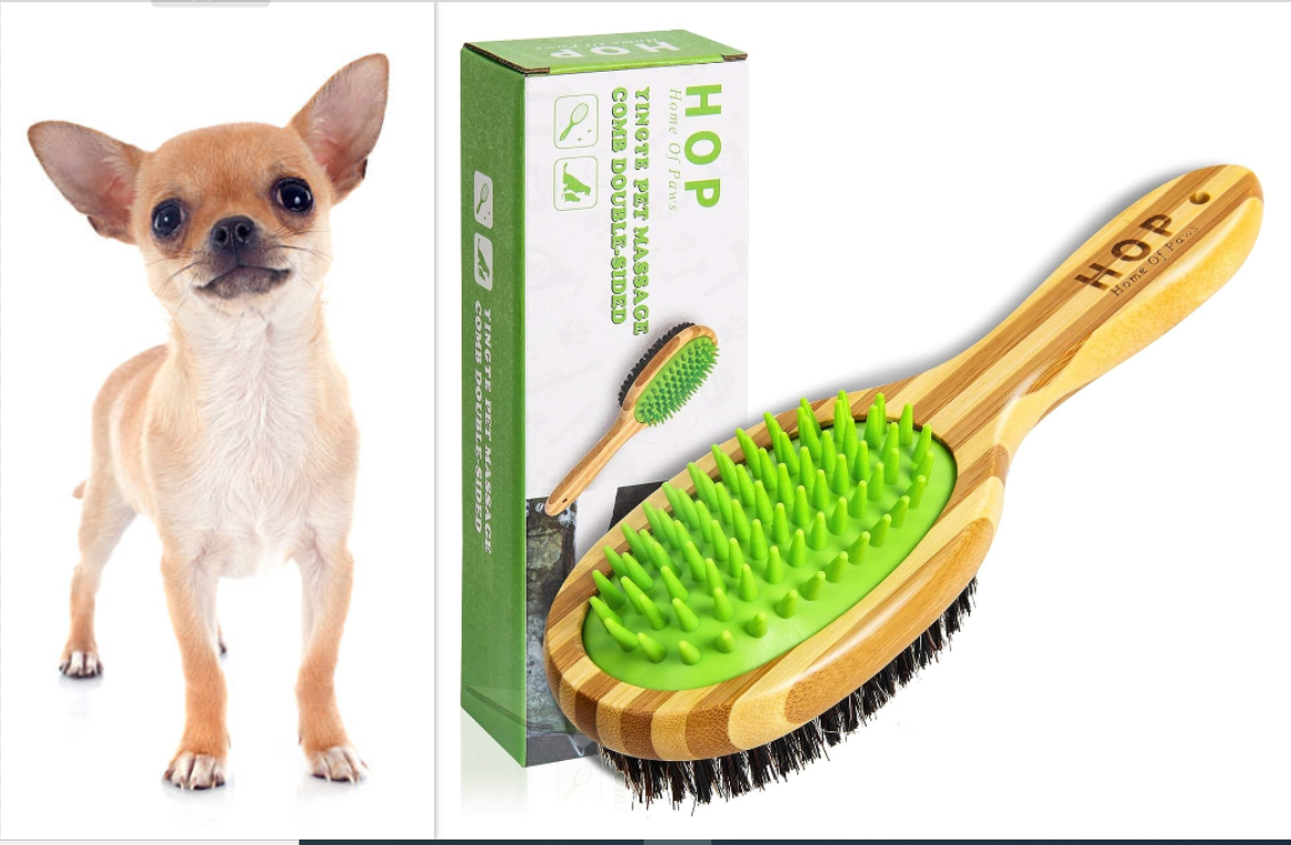 A short-haired chihuahua and its grooming brush