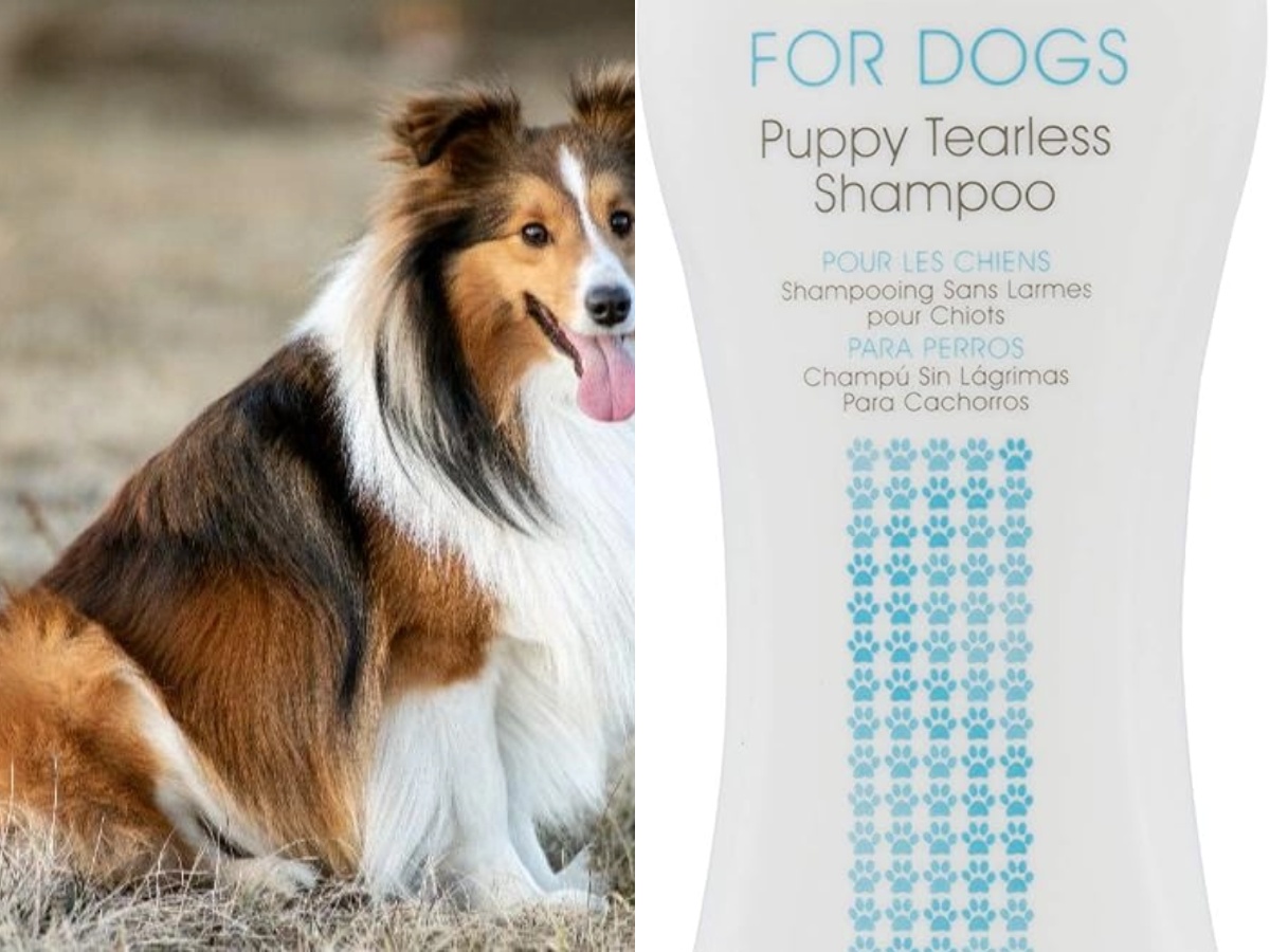 A Shetland Sheepdog and a puppy shampoo
