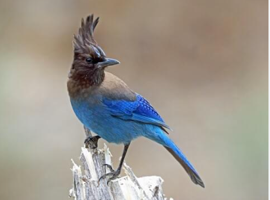 a Steller's Jay