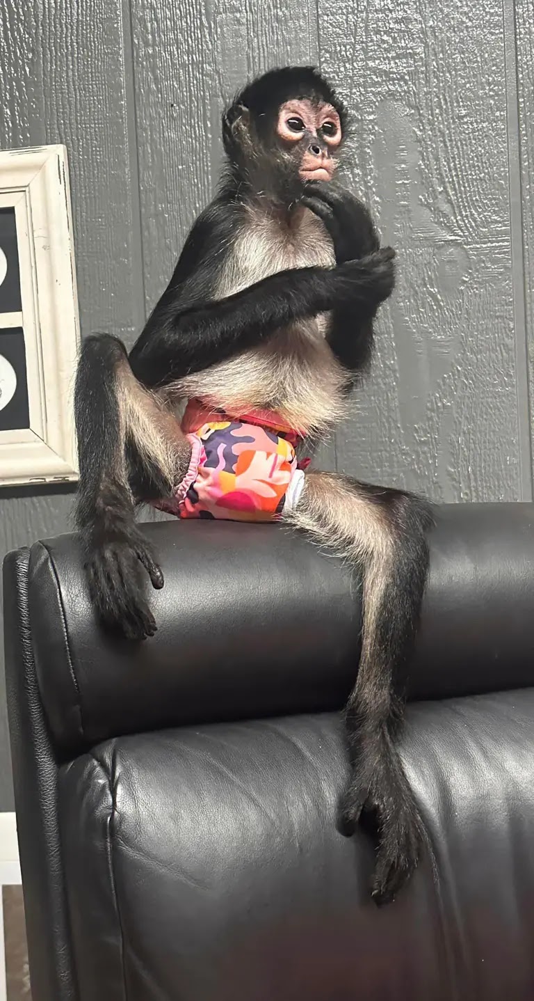 A pet Spider monkey