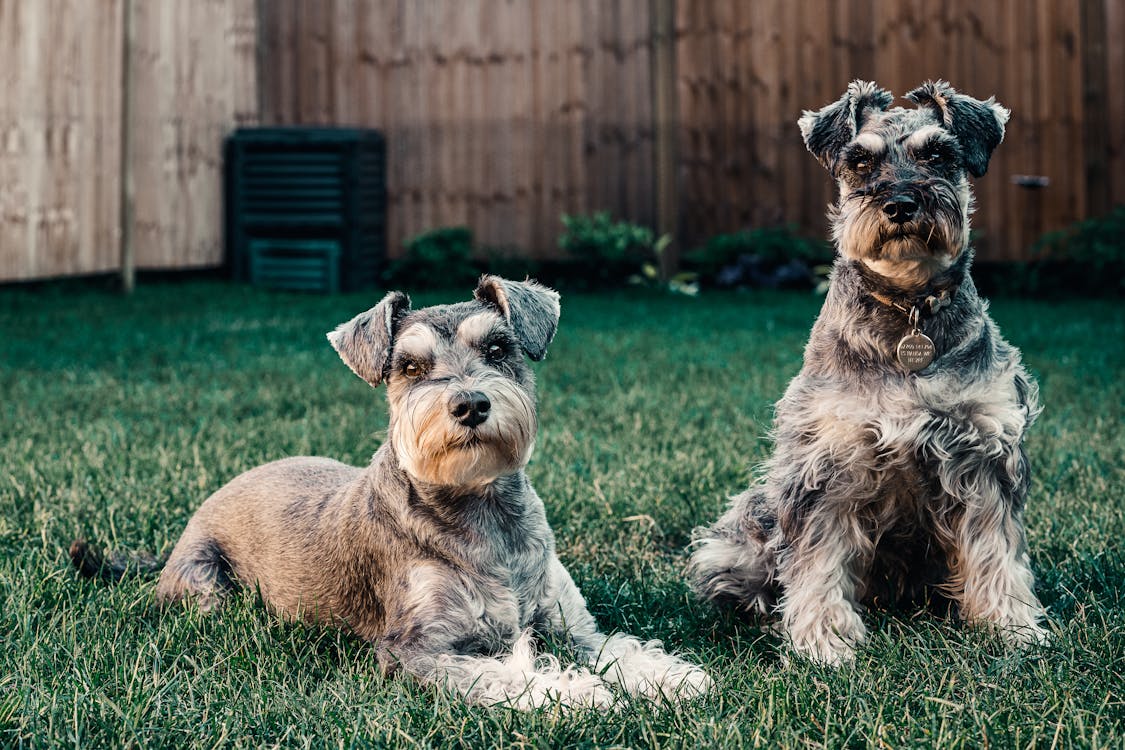 two schnauzer dogs