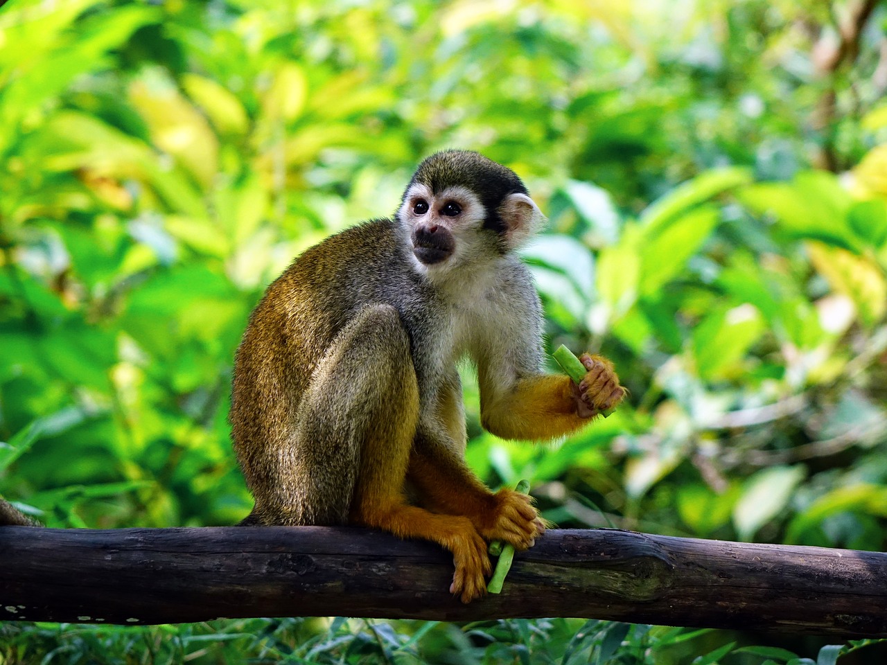 a Squirrel monkey sitting in a tree