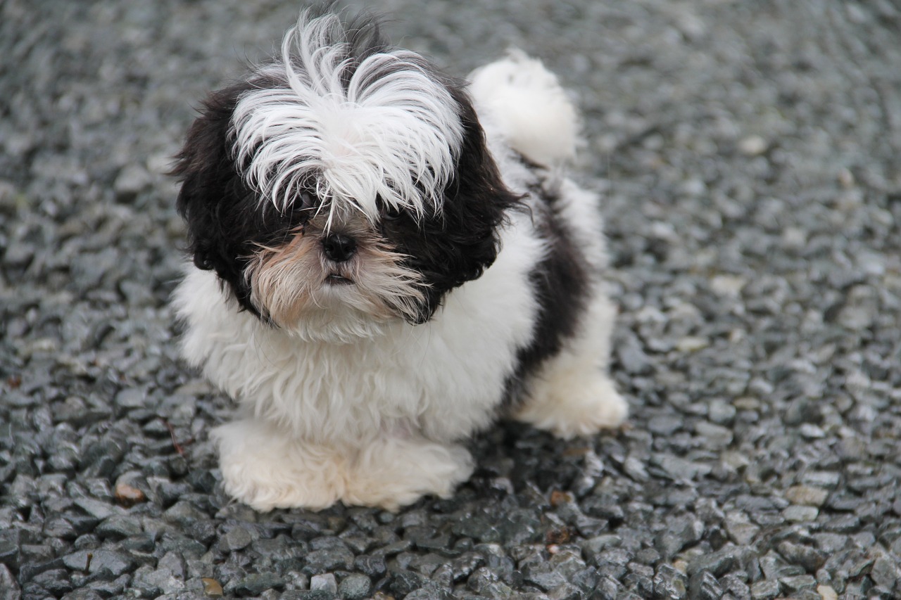a Shih Tzu dog