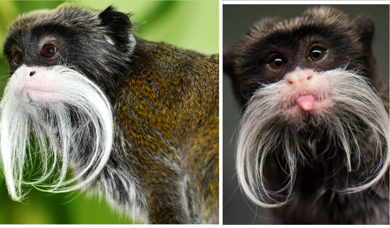 Two Tamarin Monkeys