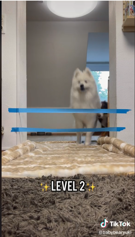 Adorable Fluffy Samoyed Dog doing the tape challenge