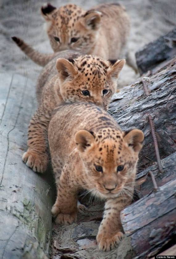 Three Cute Tigon Cubs