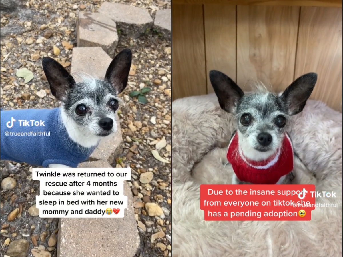 Twinkle the Chihuahua mix dog