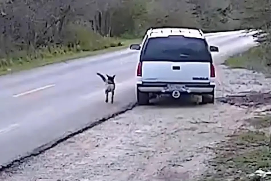 Texas Man Caught on Camera Dumping Helpless Dog