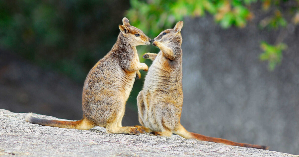 Two Wallabies playing with each other