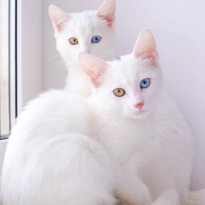 2 white cats with heterochromia eyes