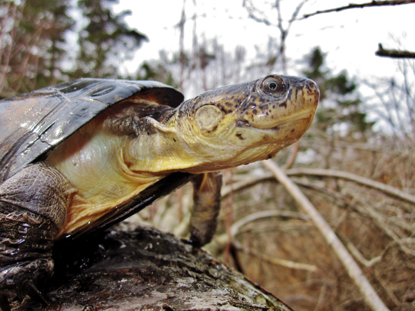 A pet West African mud turtle