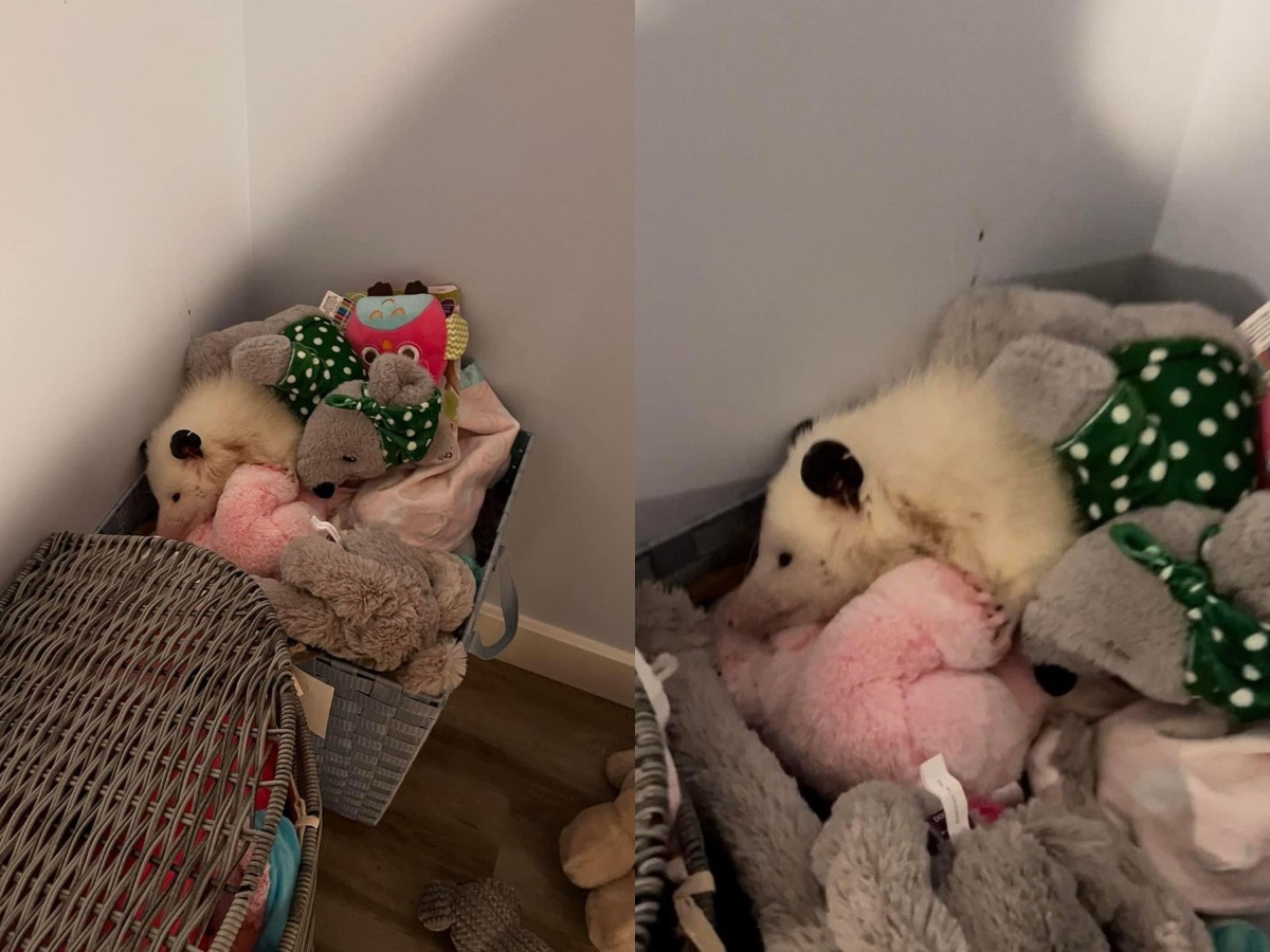 An Opossum name Yeti hiding among stuffed animals