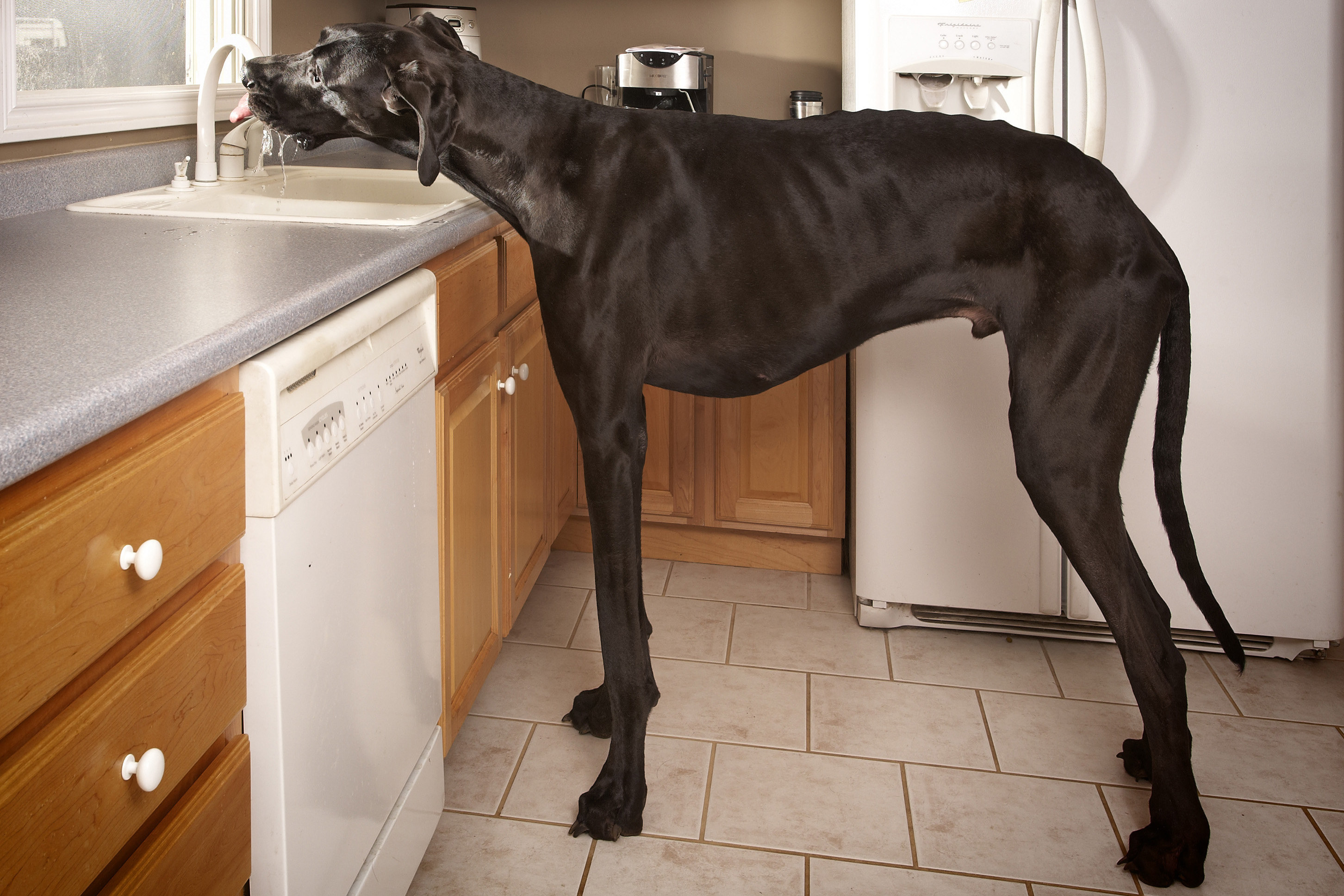 Zeus the Great Dane is the tallest dog in the world