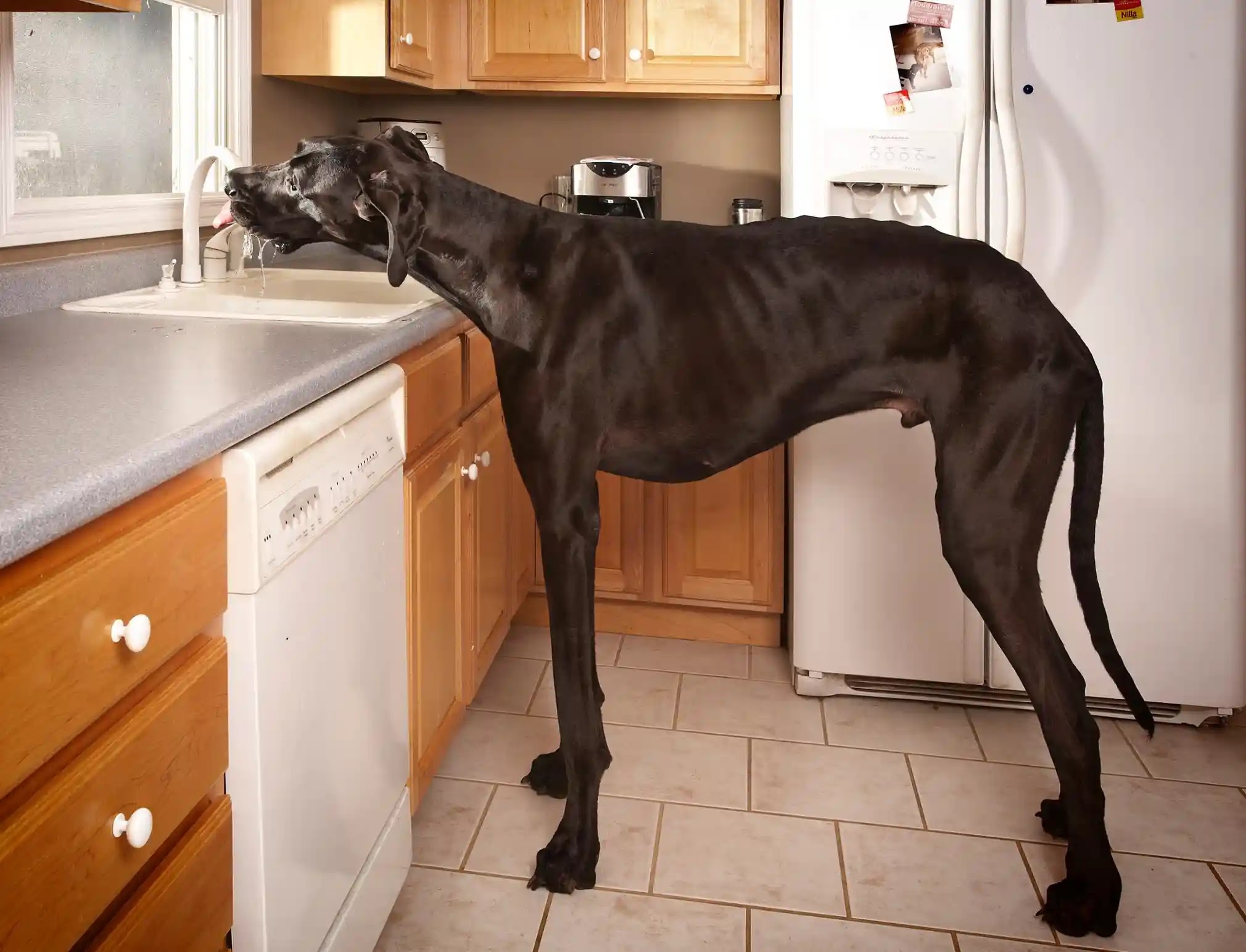 Zeus The tallest Great Dane dog ever
