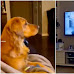 7 Hilarious Videos Of Dogs Reacting To Watching TV
