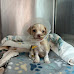 Sick Puppy Makes Full Recovery After Being Found Abandoned On Boston Street