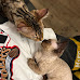 Machine Gun Kelly and Megan Fox Add Two More Cats To Their Family