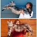 Top 5 Largest/Biggest Maine Coon Cats in The United States
