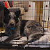 Top Three Dog Crates For Australian Cattle Dogs in The U.S.