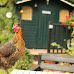 Cities and Towns That Allow Backyard Chickens in Rhode Island