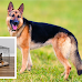 Top Three Dog Crates for German Shepherds in The U.S.