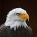 2 Illegal Migrants Who Killed a Bald Eagle To Eat in Nebraska Say They Thought it Was a Vulture