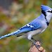 10 Different Types of Jay Birds