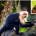 6 Types of Monkeys That are Legal To Own in Texas