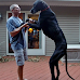 Top 4 Giant/Tallest Dogs Ever In The United States
