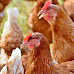 Top 10 Cities That Allow Backyard Chickens in Arkansas
