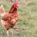 Top 10 Missouri Cities That Allow Backyard Chickens