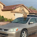 Coyote Caught on Camera Sitting on a Resident's Car in Arizona