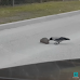 Cute Video Shows Crow Nudging Hedgehog Standing in The Middle of The Road To Bring it To Safety