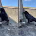 Fabulous Video Depicts the Real-Life Tale of the Thirsty Crow