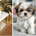 Top Four Dog Crates For Shih Tzus in The U.S.