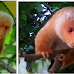 The Common Spotted Cuscus: Could It Be The Cutest Animal in The World?