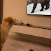 Dog Hilariously Attempts to Find a Bear That Suddenly Disappears From His TV Screen
