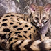 Top 8 Genet Species You Need To Know