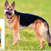 Top Three Dog Shampoos For German Shepherds in The U.S.