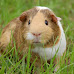 Is a Guinea Pig a Rat or a Pig?