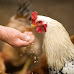 Top 10 Cities That Allow Backyard Chickens in Illinois
