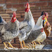 Cities That Allow Backyard Chickens in Mississippi