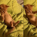 Kitten Has The Funniest Reaction After Discovering Its Tail