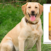 15 Best Shampoos for Labrador Retrievers in The U.S.