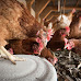 Top 10 Cities That Allow Backyard Chickens in Virginia