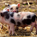 Can You Own a Pet Pig in Massachusetts?