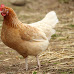 Top 10 Cities/Towns That Allow Backyard Chickens in New Hampshire