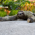 Heartwarming Video Shows a Kind Man Helping a Sloth Cross The Road