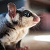 Can You Own a Sugar Glider in The State of Georgia?