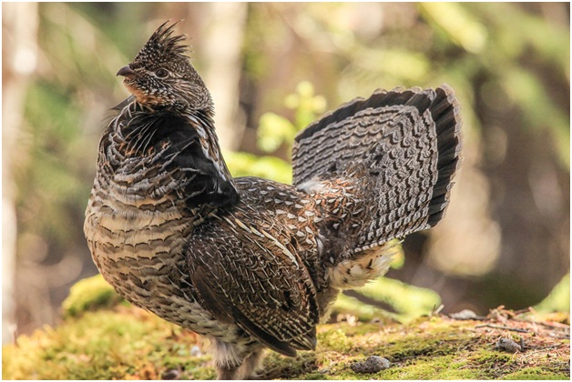 Ruffed Grouse